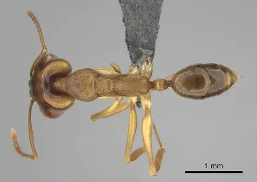 Anochetus bequaerti specimen CASENT0250075 image casent0250075_1