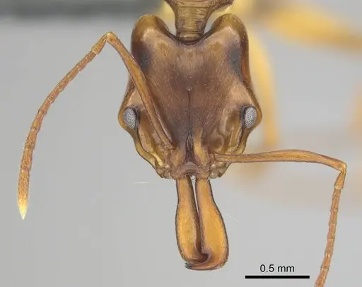 Anochetus bequaerti specimen CASENT0250075 image casent0250075_2