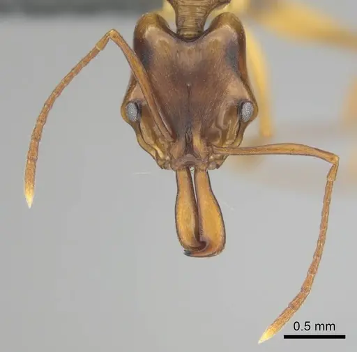 Anochetus bequaerti specimen CASENT0250075 image casent0250075_3