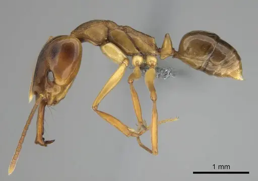 Anochetus bequaerti specimen CASENT0250075 image casent0250075_4
