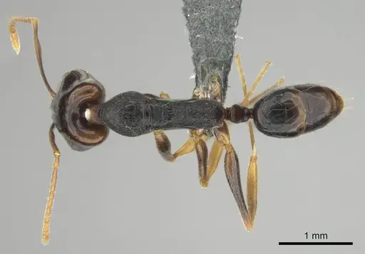Anochetus bequaerti specimen CASENT0250092 image casent0250092_1
