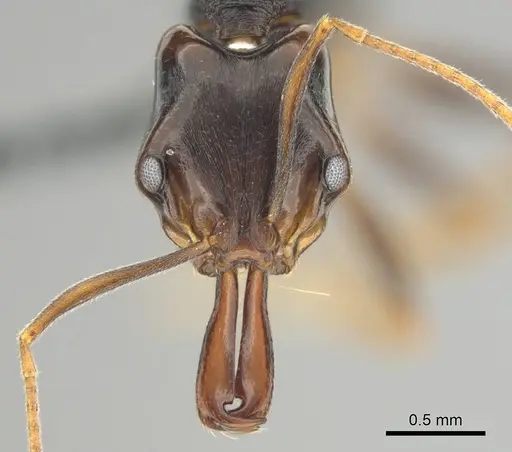 Anochetus bequaerti specimen CASENT0250092 image casent0250092_2