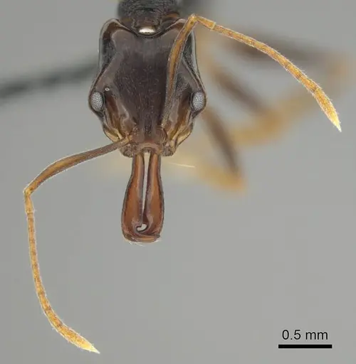 Anochetus bequaerti specimen CASENT0250092 image casent0250092_3