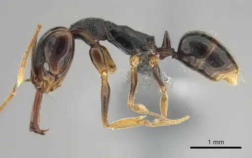 Anochetus bequaerti specimen CASENT0250092 image casent0250092_4