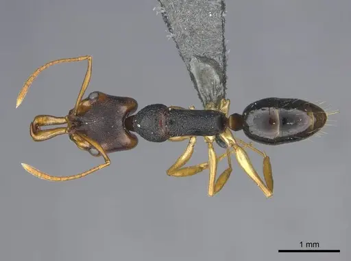 Anochetus bequaerti specimen CASENT0251893 image casent0251893_1
