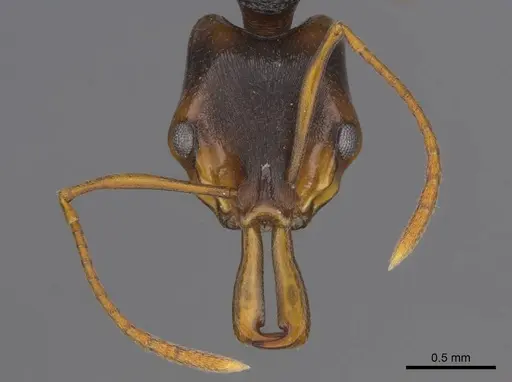 Anochetus bequaerti specimen CASENT0251893 image casent0251893_2