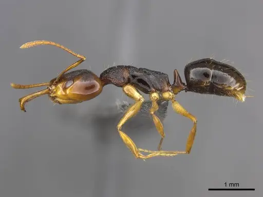 Anochetus bequaerti specimen CASENT0251893 image casent0251893_3