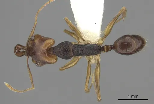Anochetus bequaerti specimen CASENT0260489 image casent0260489_1