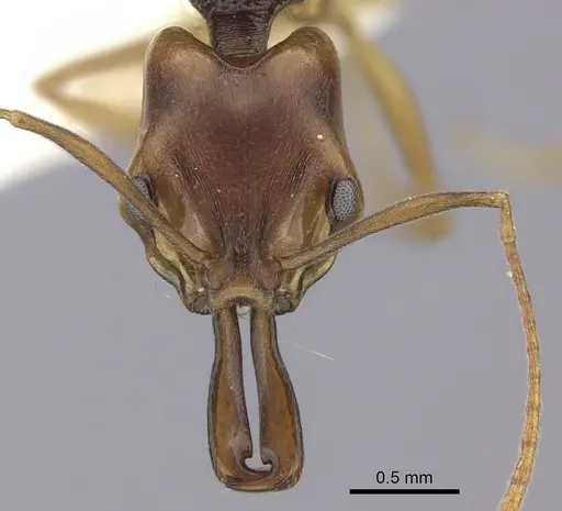 Anochetus bequaerti specimen CASENT0260489 image casent0260489_2
