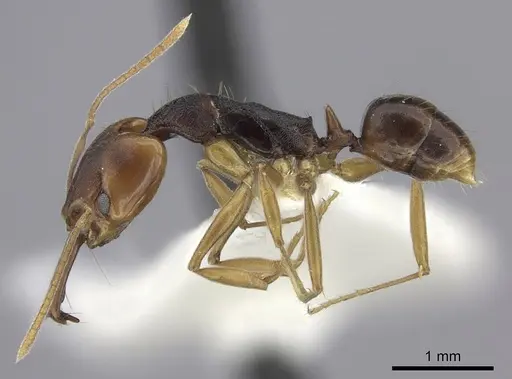 Anochetus bequaerti specimen CASENT0260489 image casent0260489_3