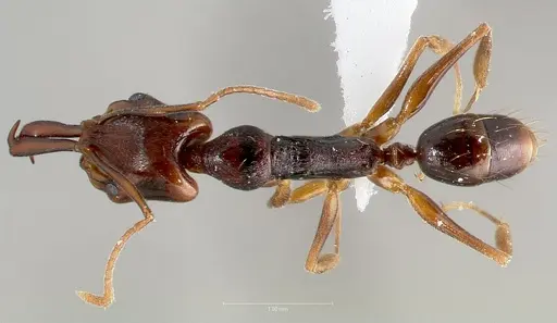 Anochetus bequaerti specimen CASENT0408018 image casent0408018_1