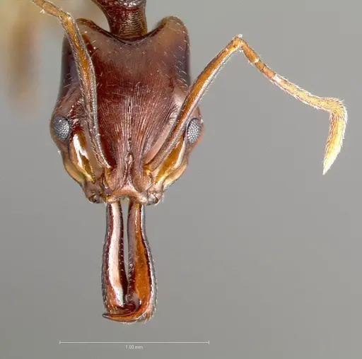 Anochetus bequaerti specimen CASENT0408018 image casent0408018_2