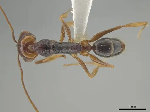 Anochetus bequaerti specimen CASENT0639665 image casent0639665_1