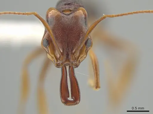 Anochetus bequaerti specimen CASENT0639665 image casent0639665_2