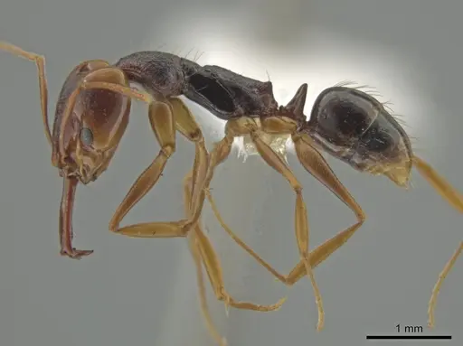 Anochetus bequaerti specimen CASENT0639665 image casent0639665_3