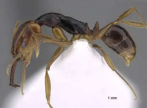 Anochetus bequaerti specimen CASENT0810444 image casent0810444_1