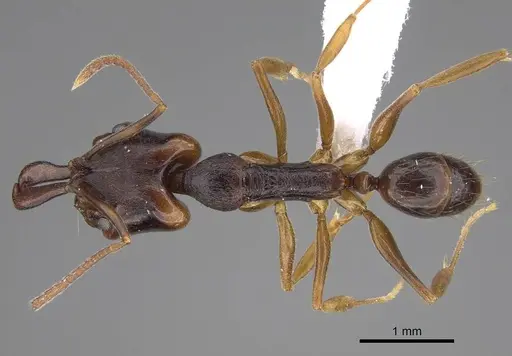 Anochetus bequaerti specimen CASENT0845784 image casent0845784_1