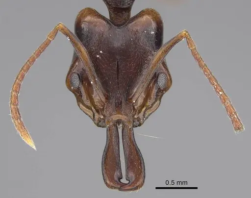 Anochetus bequaerti specimen CASENT0845784 image casent0845784_2