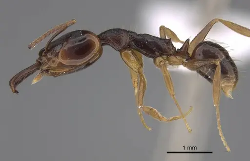 Anochetus bequaerti specimen CASENT0845784 image casent0845784_3