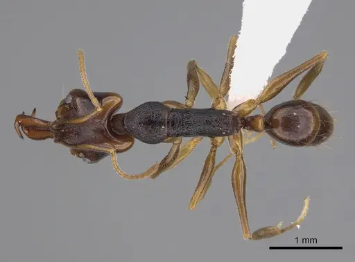 Anochetus bequaerti specimen CASENT0845817 image casent0845817_1