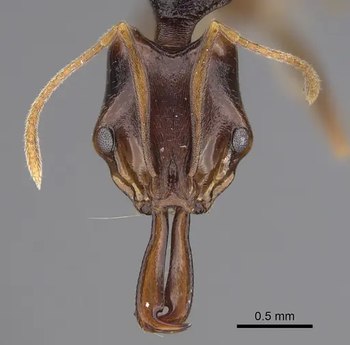 Anochetus bequaerti specimen CASENT0845817 image casent0845817_2