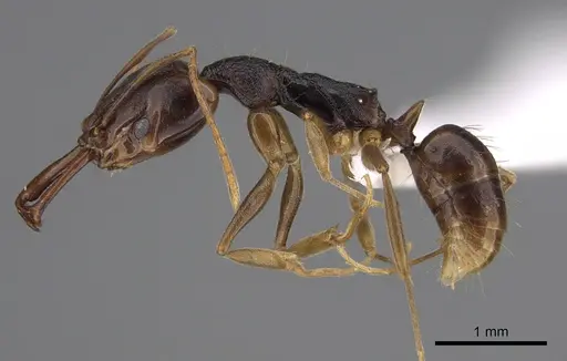 Anochetus bequaerti specimen CASENT0845817 image casent0845817_3