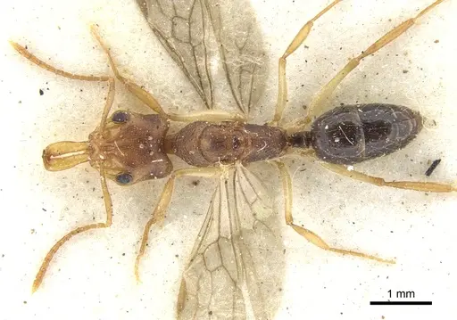 Anochetus bequaerti specimen CASENT0902451 image casent0902451_1