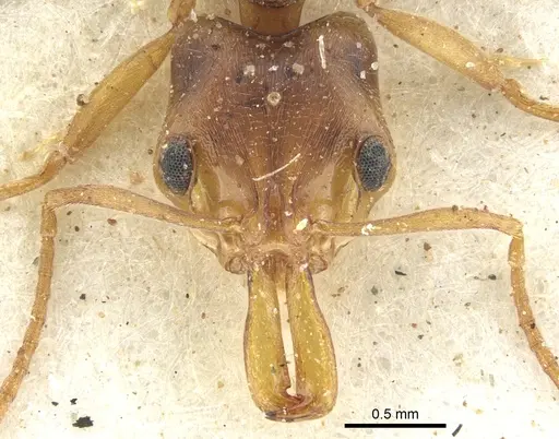 Anochetus bequaerti specimen CASENT0902451 image casent0902451_2