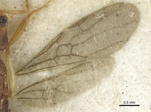 Anochetus bequaerti specimen CASENT0902451 image casent0902451_4