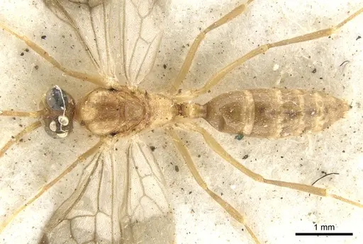 Anochetus bequaerti specimen CASENT0902452 image casent0902452_1