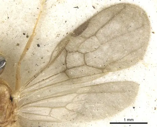 Anochetus bequaerti specimen CASENT0902452 image casent0902452_5