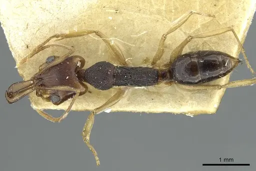 Anochetus bequaerti specimen RMCAENT000017738 image rmcaent000017738_1