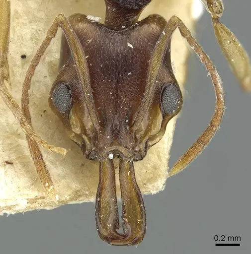 Anochetus bequaerti specimen RMCAENT000017738 image rmcaent000017738_2