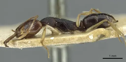 Anochetus bequaerti specimen RMCAENT000017738 image rmcaent000017738_3