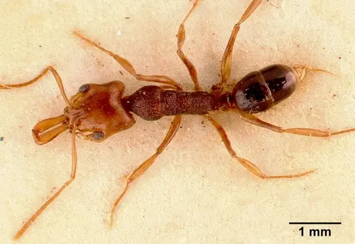 Anochetus bequaerti specimen SAM-HYM-C002518A image sam-hym-c002518a_1