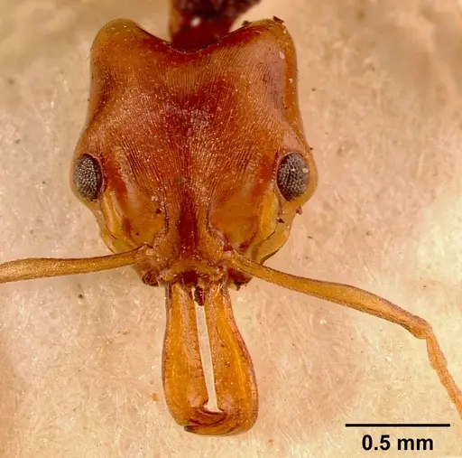 Anochetus bequaerti specimen SAM-HYM-C002518A image sam-hym-c002518a_2