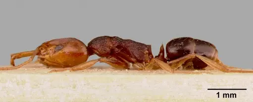 Anochetus bequaerti specimen SAM-HYM-C002518A image sam-hym-c002518a_3