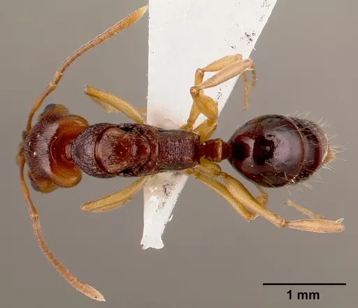 Anochetus bequaerti specimen SAM-HYM-C002598A image sam-hym-c002598a_1