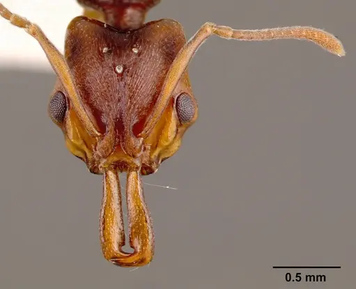 Anochetus bequaerti specimen SAM-HYM-C002598A image sam-hym-c002598a_2