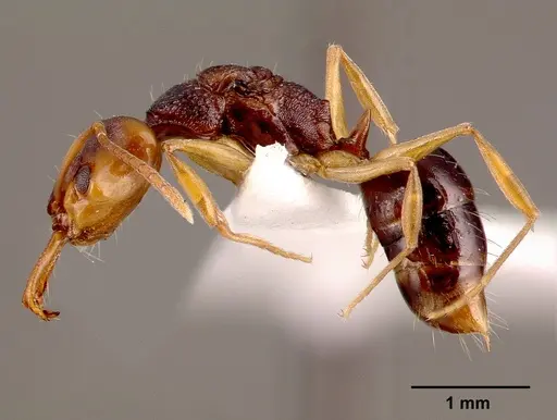 Anochetus bequaerti specimen SAM-HYM-C002598A image sam-hym-c002598a_3