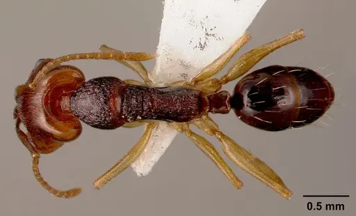 Anochetus bequaerti specimen SAM-HYM-C002598B image sam-hym-c002598b_1
