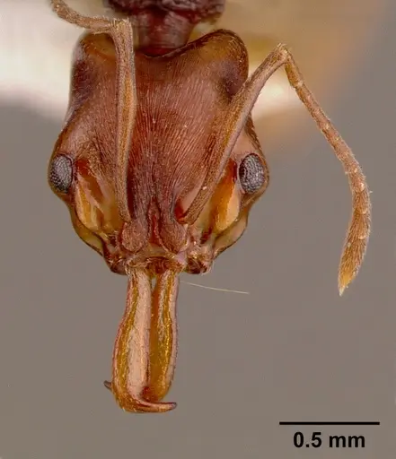 Anochetus bequaerti specimen SAM-HYM-C002598B image sam-hym-c002598b_2