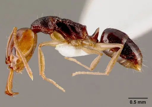 Anochetus bequaerti specimen SAM-HYM-C002598B image sam-hym-c002598b_3