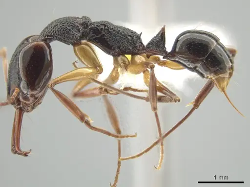 Anochetus bispinosus specimen CASENT0646026 image casent0646026_3