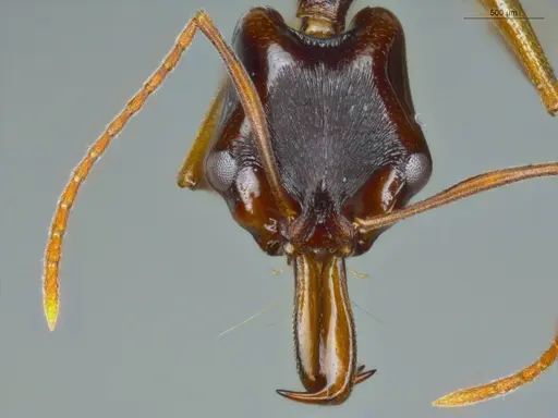 Anochetus bispinosus specimen ECOFOG-LA15-0289-16 image ecofog-la15-0289-16_2