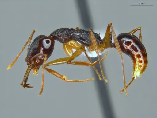 Anochetus bispinosus specimen ECOFOG-LA15-0289-16 image ecofog-la15-0289-16_3