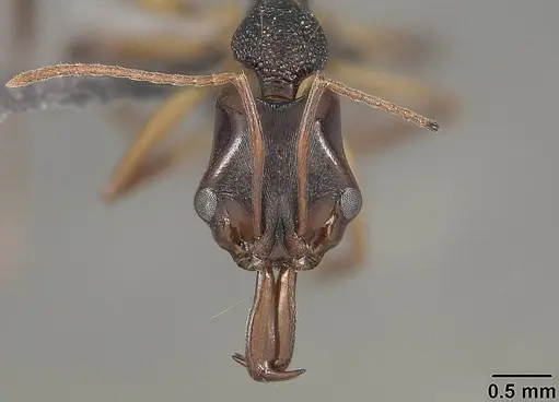 Anochetus bispinosus specimen USNMENT01124207 image usnment01124207_2