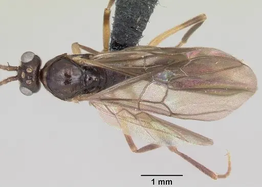 Anochetus boltoni specimen CASENT0063847 image casent0063847_1