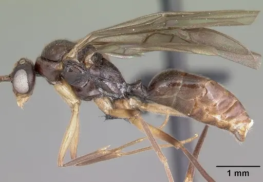Anochetus boltoni specimen CASENT0063847 image casent0063847_3