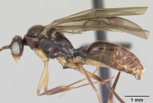Anochetus boltoni specimen CASENT0063847 image casent0063847_4